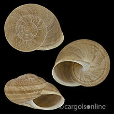 IMG_detallada/Iberus alonensis.jpg